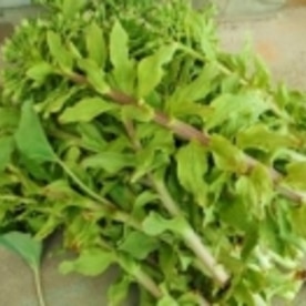 伸びた蕗の薹 花の切り和え レシピ 作り方 By ブルーボリジ 楽天レシピ 伸びた蕗の薹 花の切り和え レシピ 作り方 By ブルーボリジ 楽天レシピ